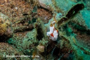 ScubaAroundTheWorld.com - Tips for dive holidays with kids - Dauin Philippines