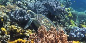 ScubaAroundTheWorld.com - my scuba diving bucket list - turtle on coral reef