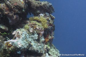 ScubaAroundTheWorld - Scuba diving Bunaken Indonesia - amazing wall dives