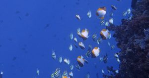 Scuba Diving Bunaken Indonesia