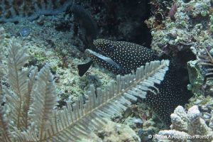 ScubaAroundTheWorld - Scuba diving Bunaken Indonesia - white mouth moray eel